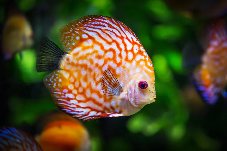 A Patterned Discus Fish in an Aquarium