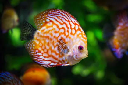 A Patterned Discus Fish in an Aquarium