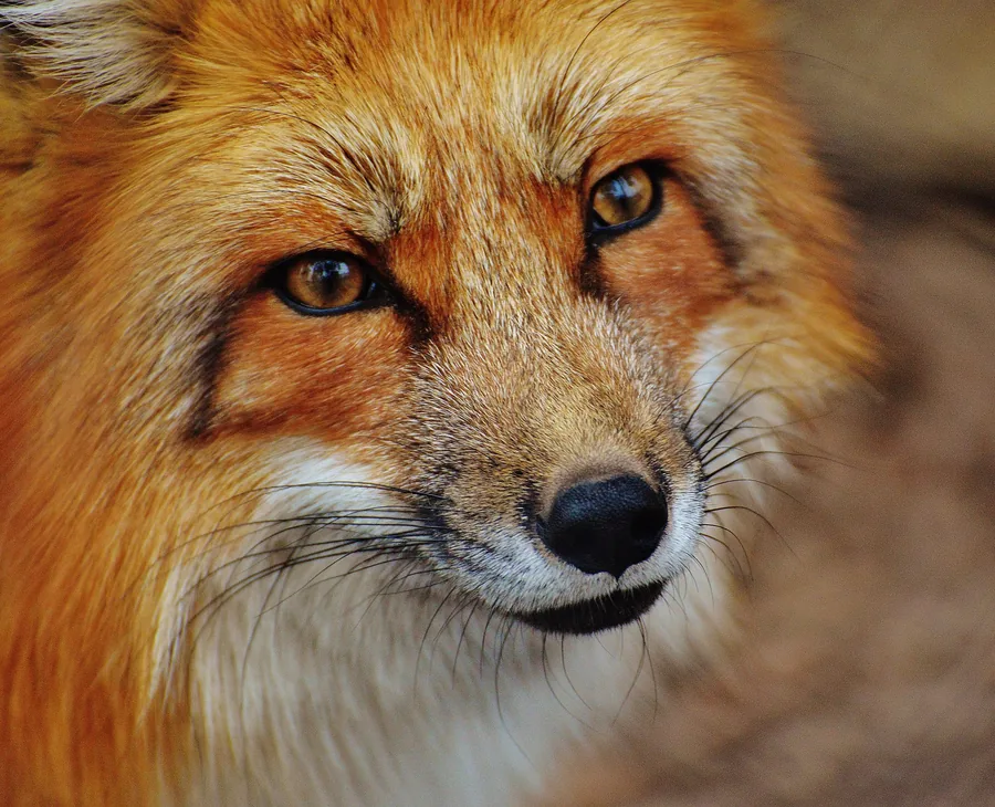 Ein wachsamer Rotfuchs