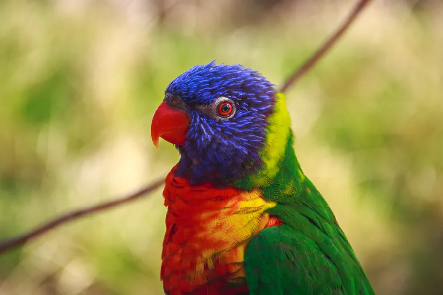 Colourful Parrot in Profile