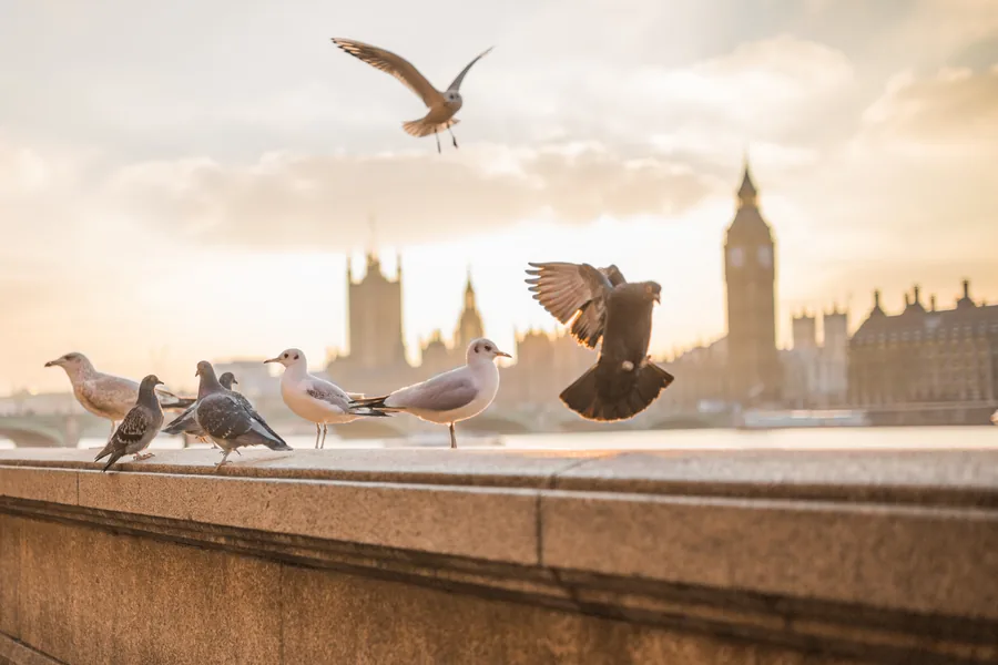 Racci a holubi ve Westminsteru