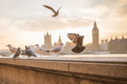 Gulls and Pigeons at Westminster