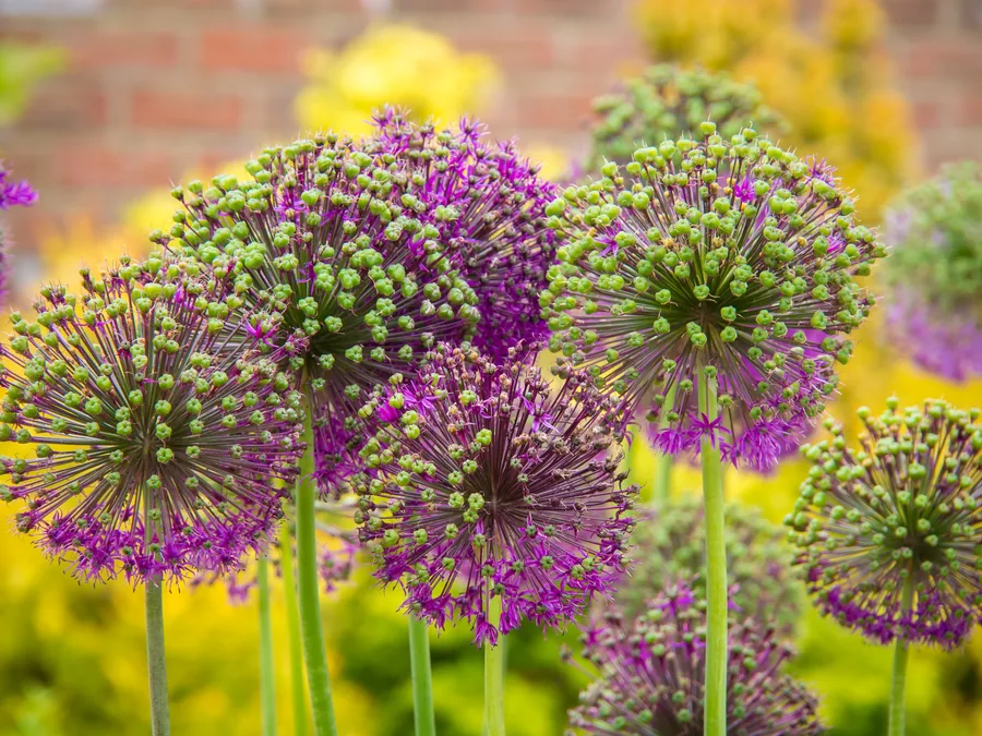 Alliums in Flower