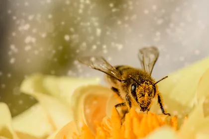 A Bee Dusted with Pollen