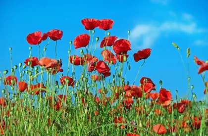 Poppies Against the Sky