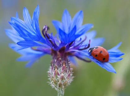 A Ladybug on a Blue Cornflower