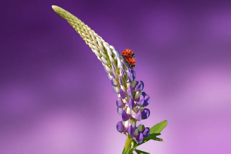 Due coccinelle su una spiga fiorita