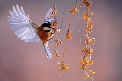 A Small Bird at the Berries