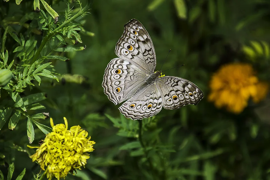 Una mariposa gris entre tagetes