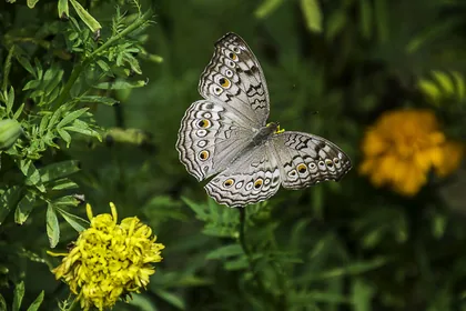 A Grey Butterfly Among Marigolds