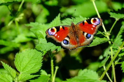 Peacock Butterfly on Green Leaves
