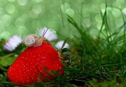 A Small Snail on a Strawberry