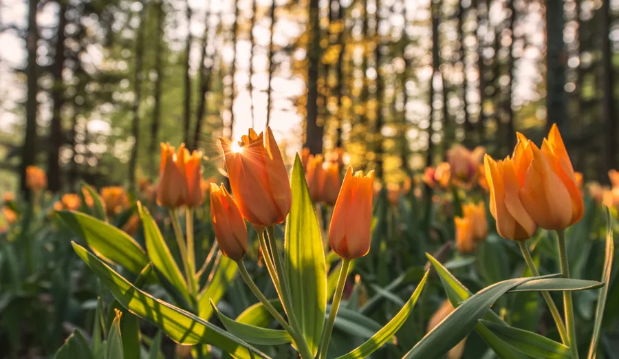 Orange Tulips Backlit by the Sun