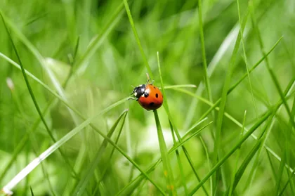 A Ladybug on a Blade of Grass
