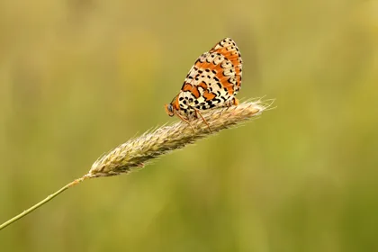 Butterfly Resting on a Grass Head
