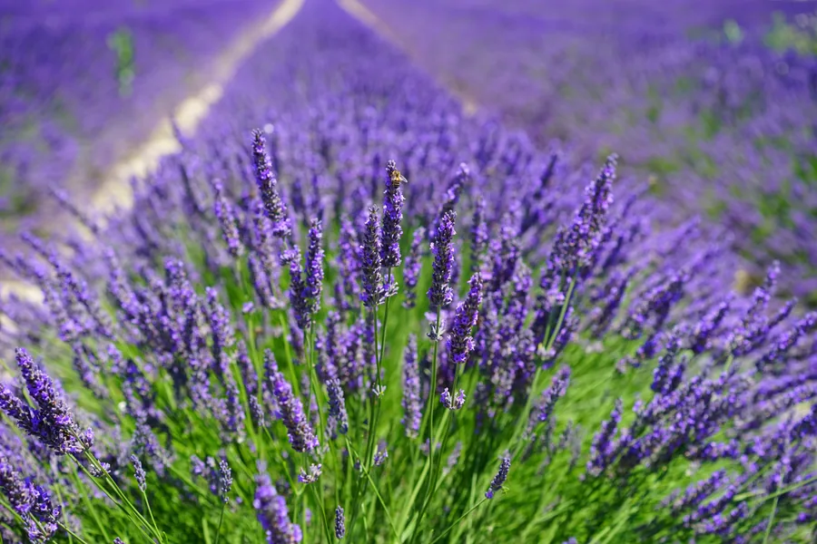 Lavanda em plena floração