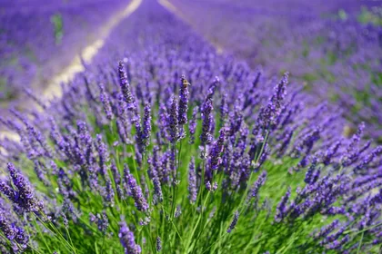 Lavender in Full Flower
