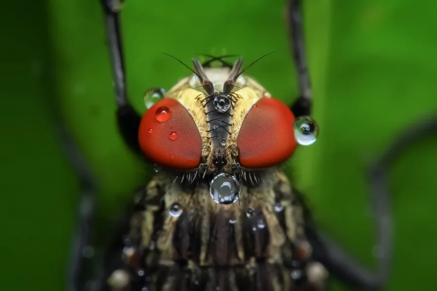 Una mosca con gocce d'acqua in primo piano