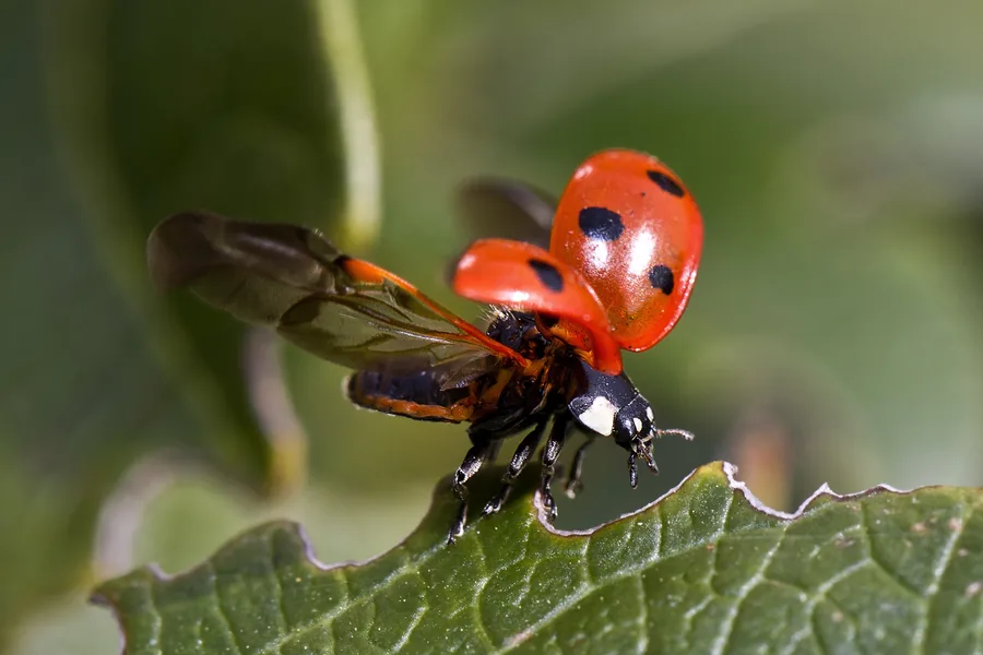 A Ladybird Opening Its Wings