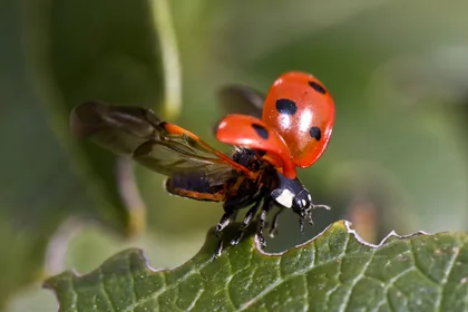 A Ladybug Opening Its Wings