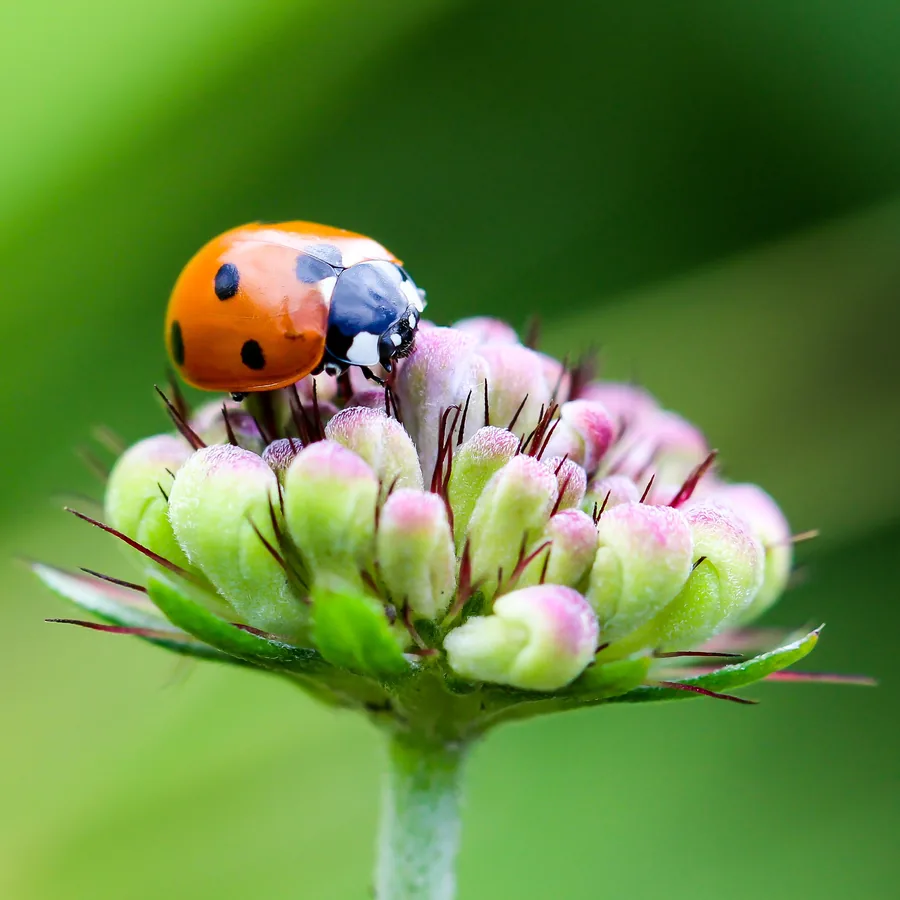 Una mariquita en un capullo