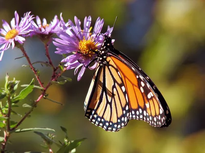 Butterfly on Purple Flowers