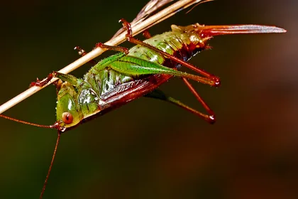 Green Bush Cricket on a Stem