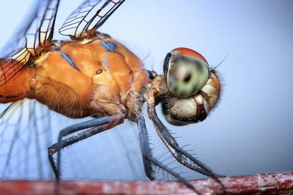 Dragonfly Head and Thorax