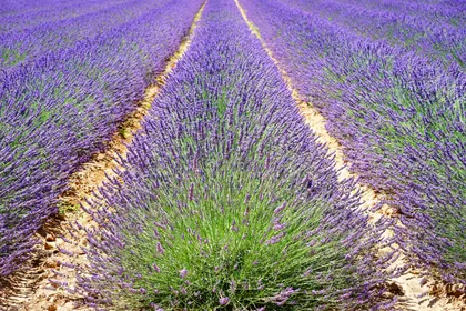 Fileiras de lavanda