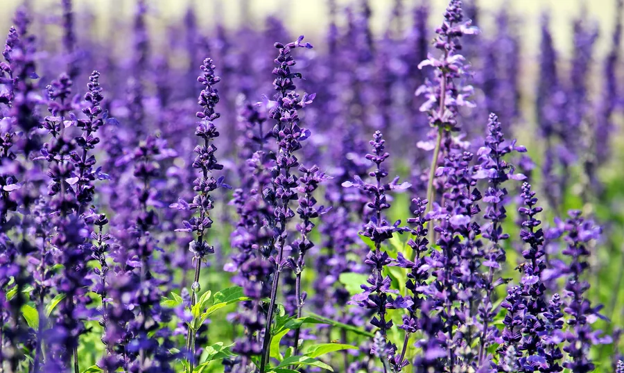 Purple Flower Spikes in Bloom