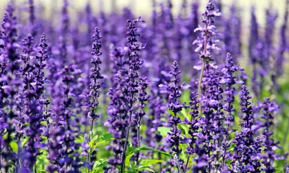 Purple Flower Spikes in Bloom