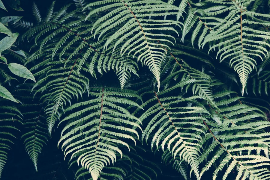 Fern Fronds in Close Up