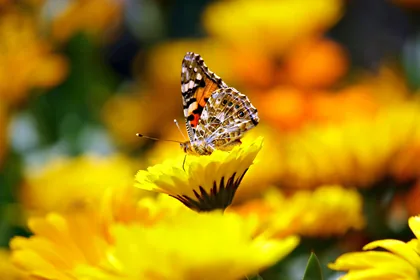 Butterfly Resting on a Yellow Flower