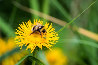 Bumblebee on a Yellow Flower