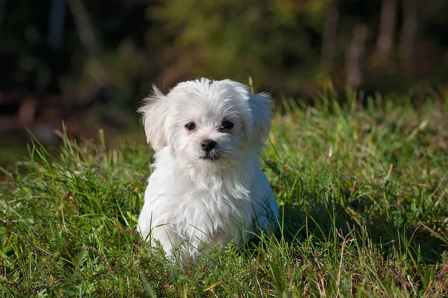 White Puppy Sitting in Grass