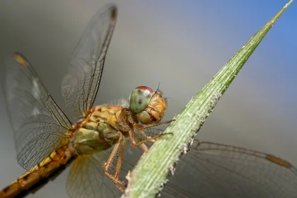 Dragonfly Resting on a Grass Stem