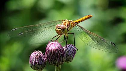 Dragonfly on Thistle Buds