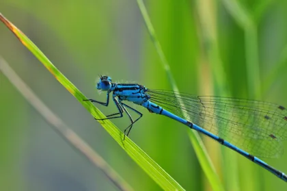 Blue Damselfly on a Grass Blade