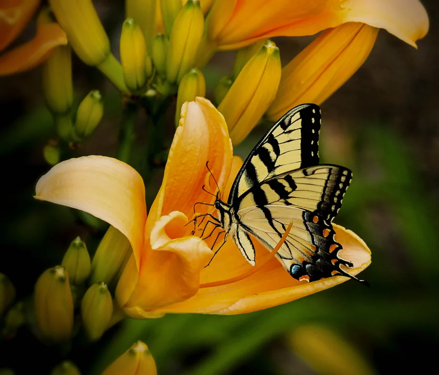 A Swallowtail Butterfly on an Orange Lily