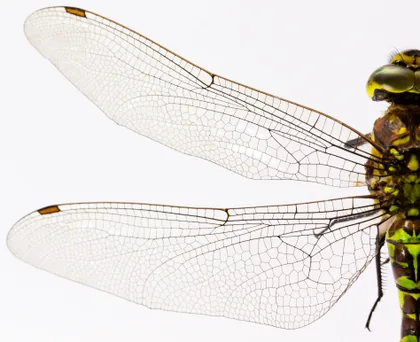 Dragonfly Wings in Close Up