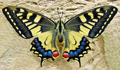 Swallowtail Butterfly on a Stone Wall