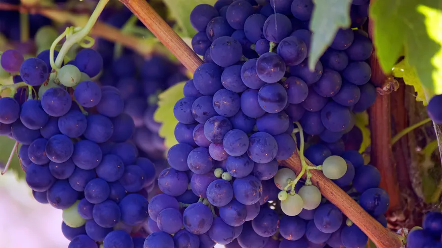 Grappes de raisin violet sur la vigne
