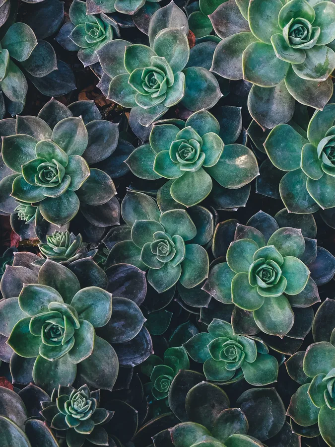Succulent Rosettes Filling the Frame