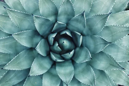 Rosette de plante grasse vue d'en haut
