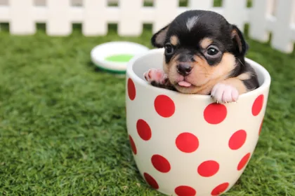 Puppy in a Polka Dot Cup