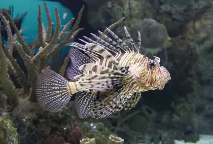 Lionfish with Striped Fins Beside Coral