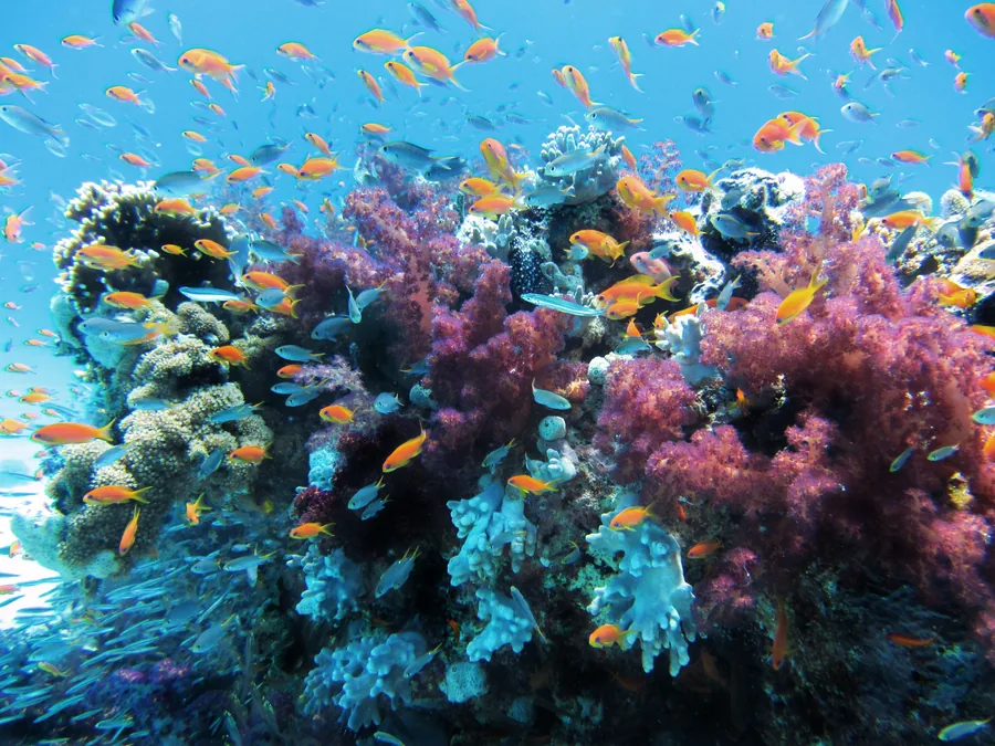Orange Fish Over a Colourful Coral Reef