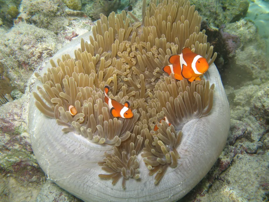 Poissons-clowns dans une anémone de mer