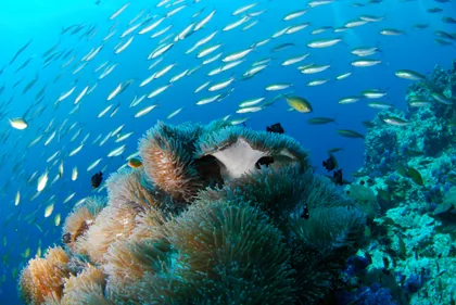 Shoal of Fish Over Sea Anemones