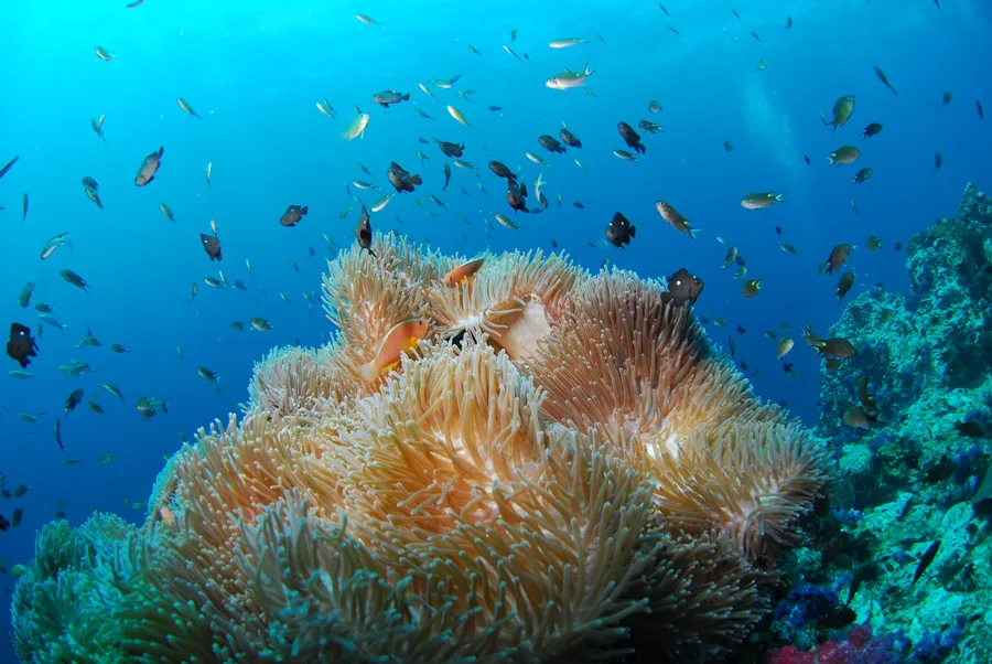 Seeanemone und Schwärme kleiner Fische an einem Riff